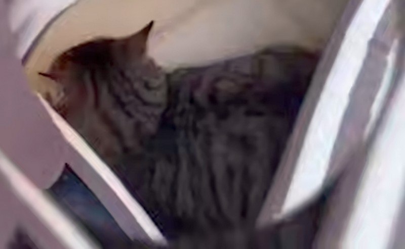 В Зеленоградске девушка вместо ребёнка в детской коляске показывала кота