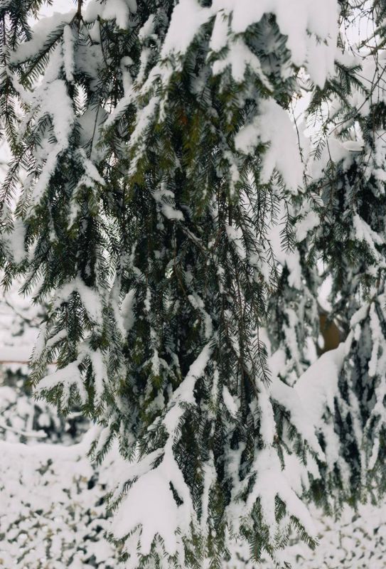 В Калининградской области настоящая зимняя сказка