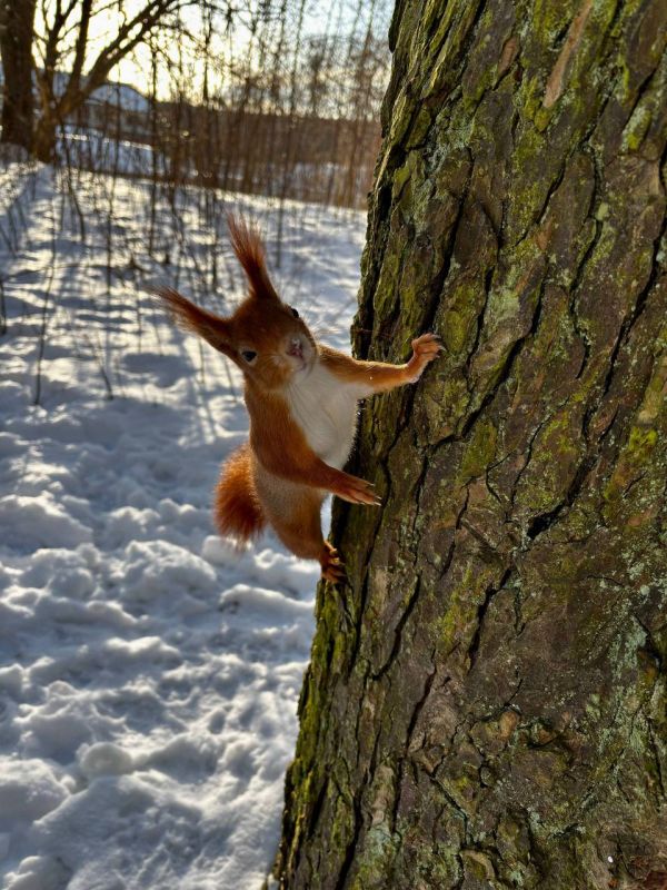 Всем солнечный привет от милой белочки! Повстречать рыжую красавицу можно в парке у Литовского ручья