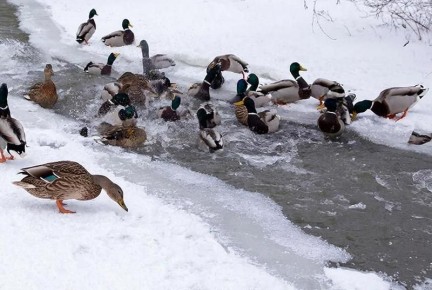 � ������������� ���������� �������� �������� � ������