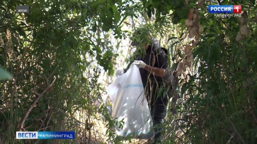 Более 18 километров чистых берегов – таков итог экологических субботников, которые провели в 2025 году в рамках акции «Вода России»