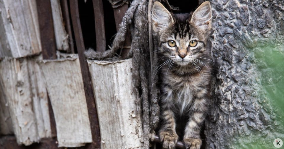 � ������ ����� ���������� ��������� ����������� ��������������� �������