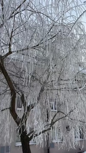 Деревья Калининградской области оделись в белоснежный наряд
