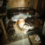 В Калининграде спасли 50 котов и собаку — пушистых вытащили из горящего частного дома