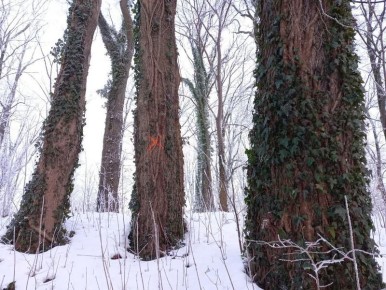 В Калининграде на деревьях с лианами заметили тревожные кресты