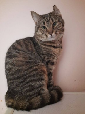 Пожар в приюте «Доброе сердце»: животным срочно нужна помощь