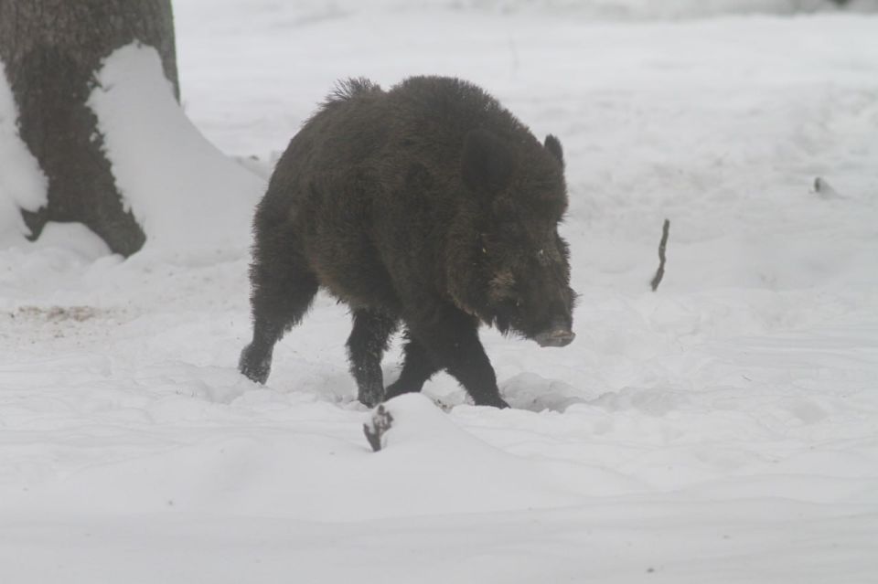 � ������������ �������� ����� - ������ ��������