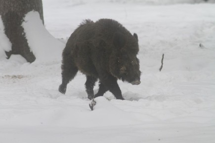 В Зеленоградск вернулся кабан - звезда соцсетей