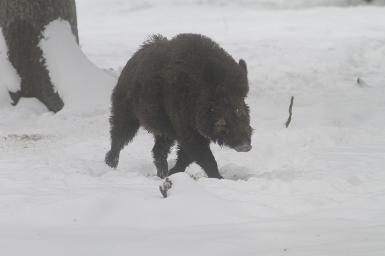 В Зеленоградск вернулся кабан - звезда соцсетей