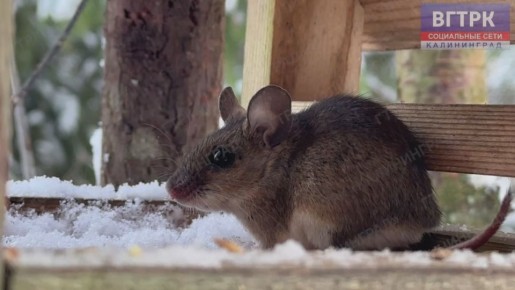 ����� ��������������� ��������� �������