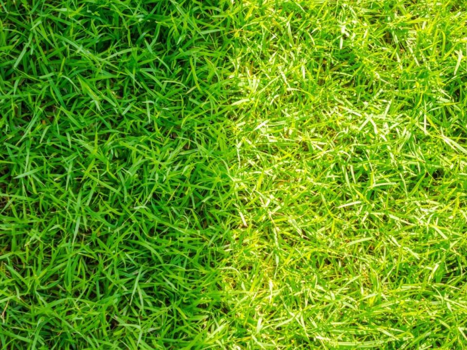 ������ ���� �� �������: ������ ���� ��� ���������� �������� ��������� �������