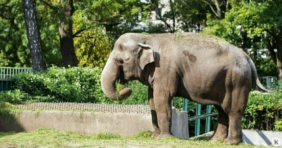 �������� �������� ������������ �������, ��� � ��� ��� ������� ��� ���������� ������