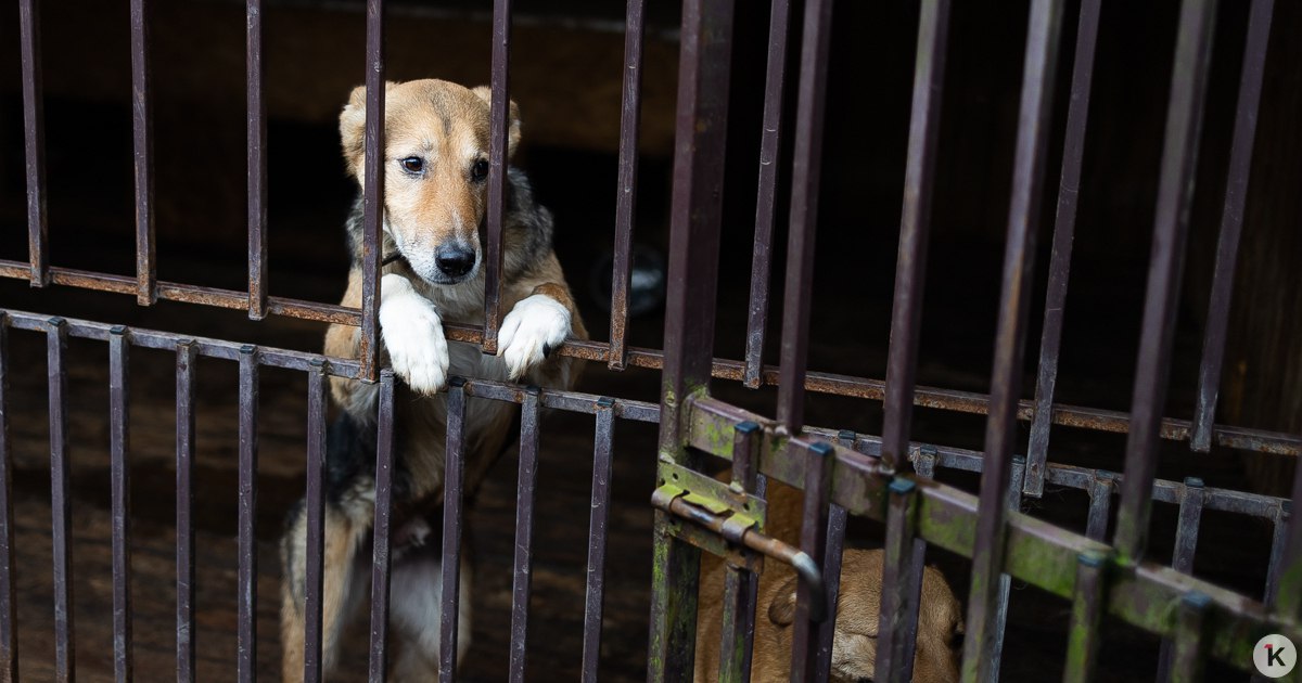 Может случиться непредвиденная ситуация: кинологи рассказали, как планировать бюджет на содержание собаки