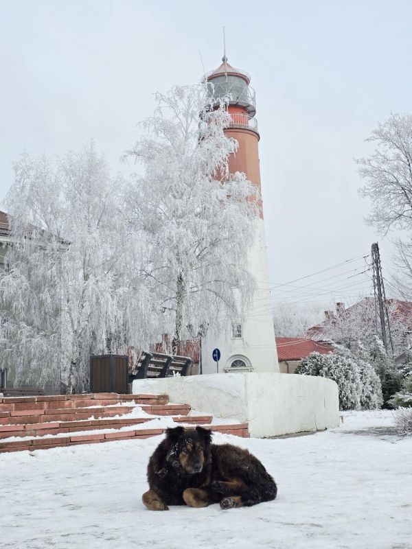 ������� ��������. ����: ����� �������� #���������������@klops_news