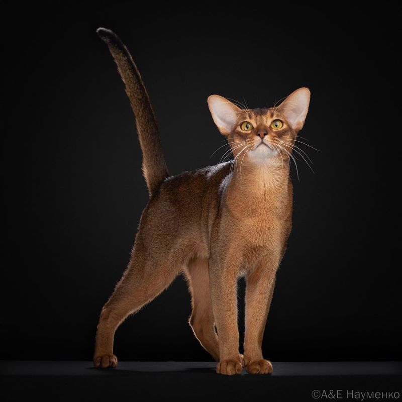 ��� �� ������ ���� ����� �������� �������������� �������� � 2025 ����