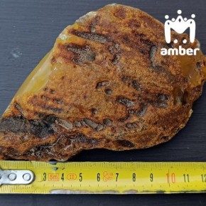 Кусок янтаря размером с айфон 13 мини нашли на Балткосе на новогодних праздниках