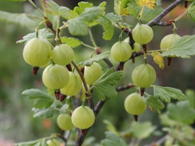 ������� ���������: 6 ������, ������� ���������� ��� ���