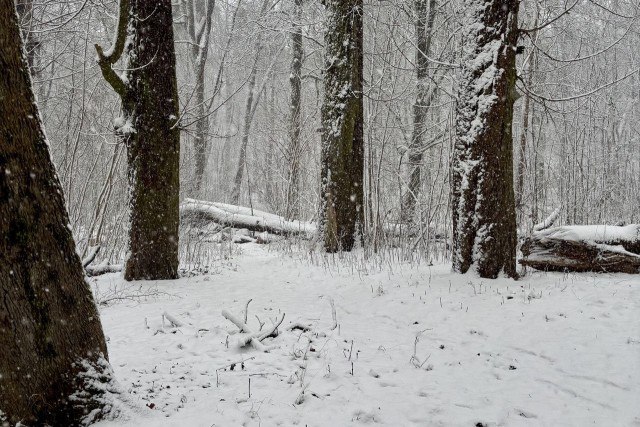 «Лес без охраны»: в Калининграде готовятся объявить торги на строительство улицы Юбилейной