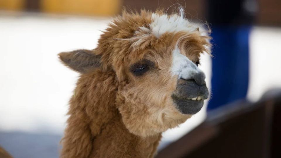 ����������� ��������� �� ��������� ������ ��� �������-����� �� 100 ��� ������