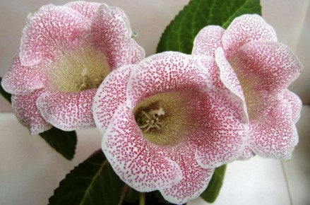 ���������: ������� ��������� ������ � �������� ��������