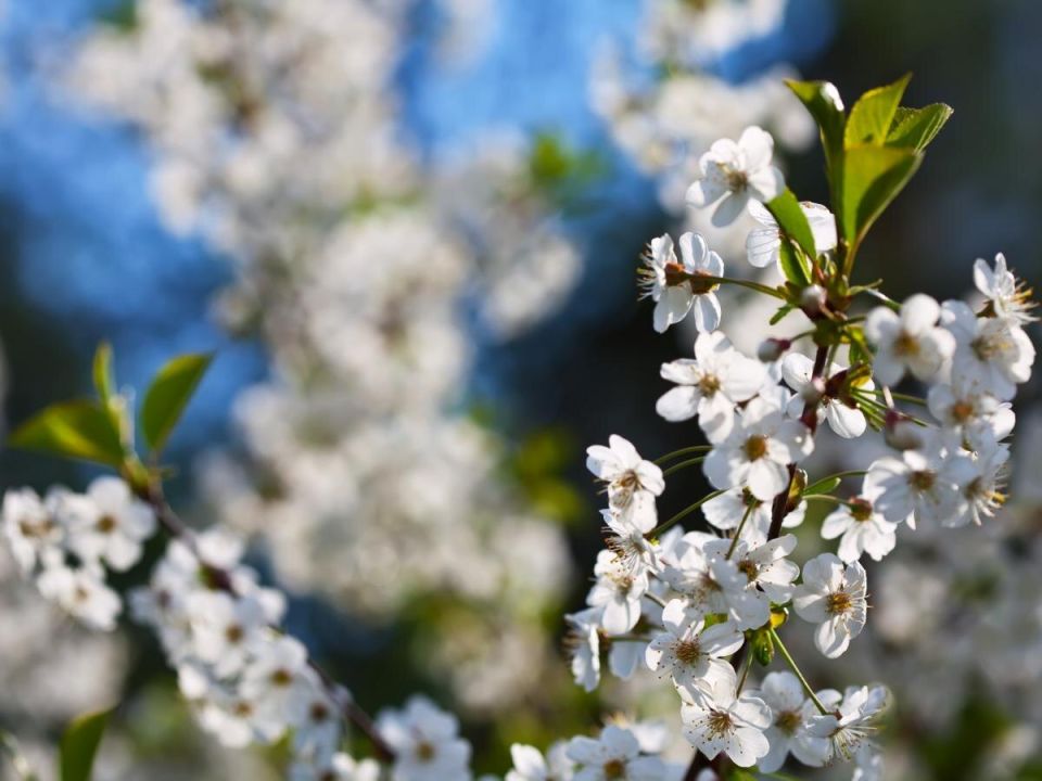 ��������: ��������� ������, ��������� ������� ������