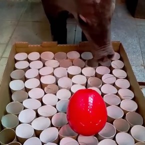 � ��������������� �������� ����������� ���������� �������