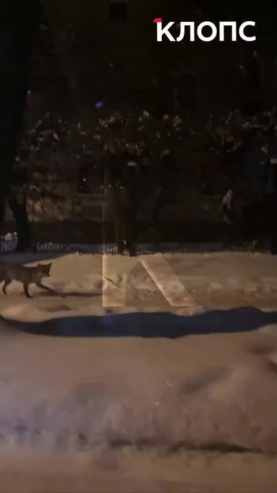 �� ����� �������� � ������������ �������� ���� ���������� ���