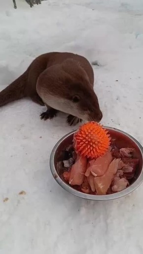 ����� ����� ����� �� �������