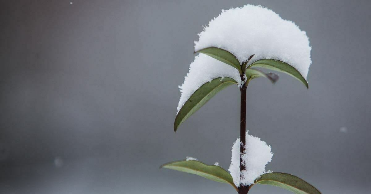На время выходим к нулю: прогноз погоды в Калининграде и области на 15 января