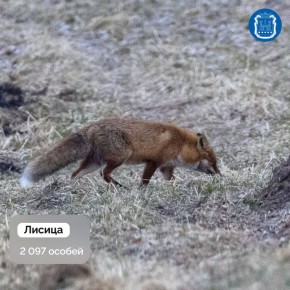 � ������������ ���������� ������� ����� ���������� ���������������� ����������� ������������ � ��������� ��������, ��������, ������ � ��������