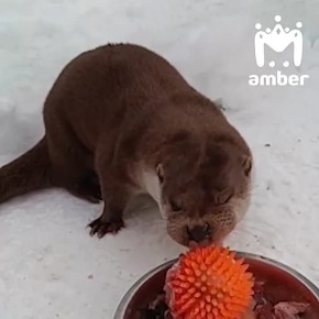 �� ������� �� ����: ����� ���� �� ������� � ��������, � ������ ������� "�������" �����