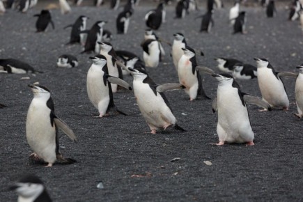 ����������� ���� �������� �����, ��������� ������ ����������!