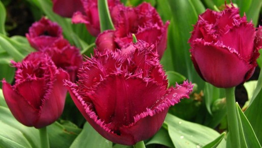 ������� ��������: ��������� � �������� ����� �������� �������� �������