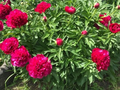 �����: ����������� �����, ������� ����� � ����������������� �����