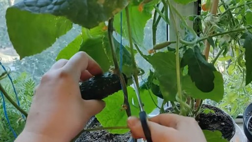 ����������� ������� �� ����������� �����: ���������� �������