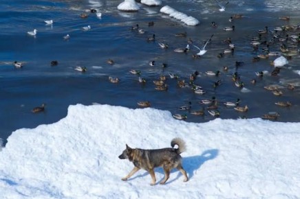 ������� ����������, ���������: ������� ��� ����������, ��� ��������� ������������� ���� � ������