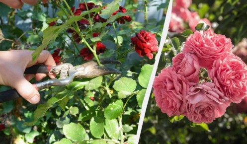 ��� �������� �������� ��� �� ����� �����