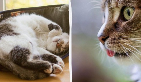 ������ ����� ������ �� ����: ������� ��������� ���������