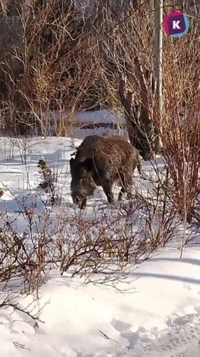 ����� ����� ��� ��������� ������� ������������� ������� �����