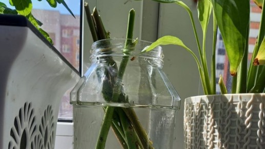 ��� ��������� ���� �����: ������, �������� � ����������