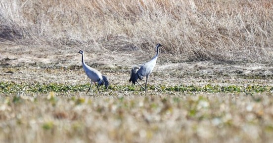 В США женщина 40 лет носила костюм журавля, чтобы научить птенцов летать