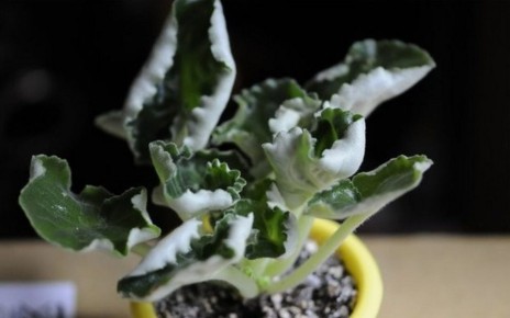 ������ ������ ������ ������������ � ��� ������ ���������?