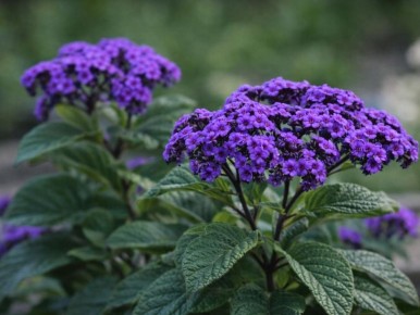 ���������: ���������� � ���� ����� ����������