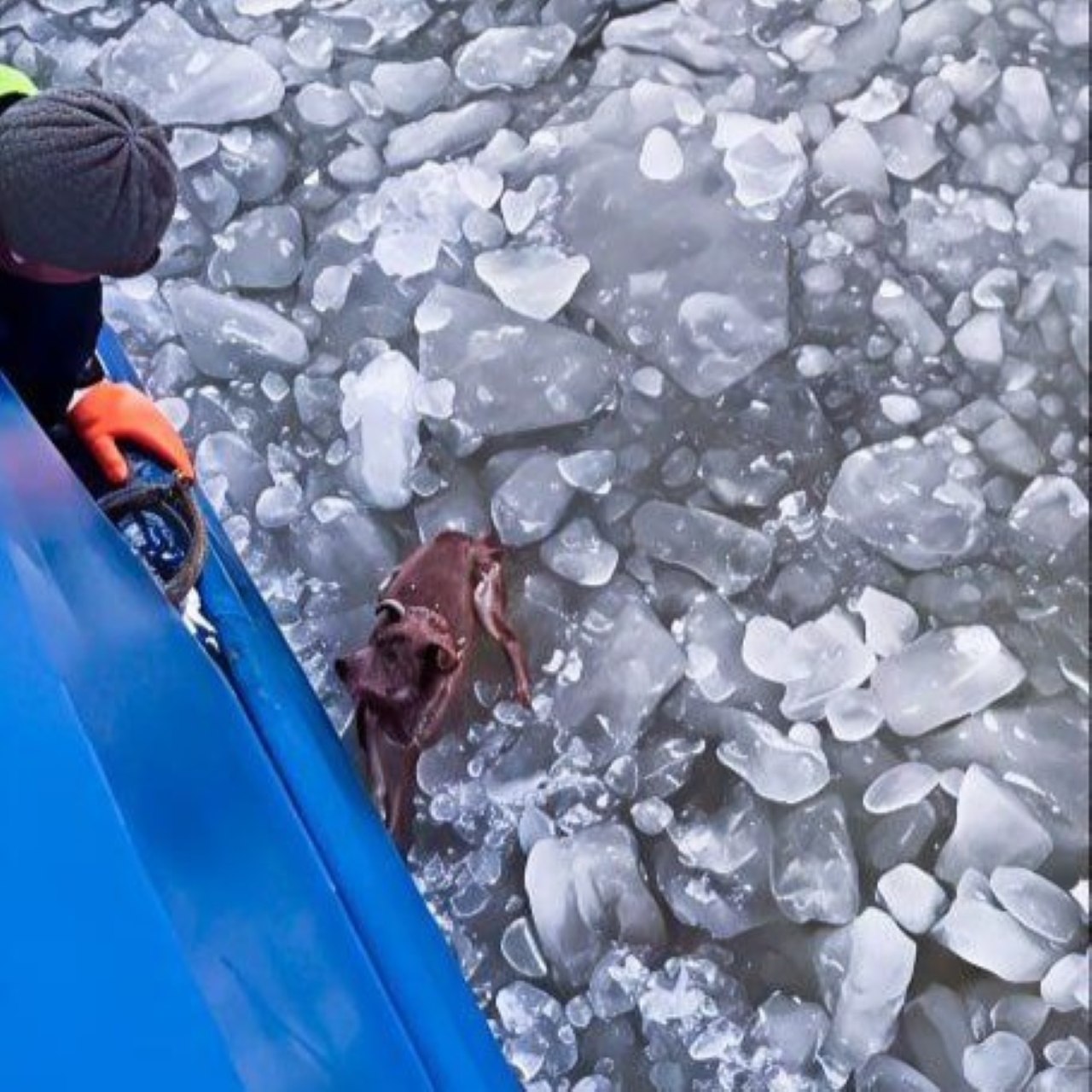 Экипаж «Росморпорта» спас собаку из ледяной воды Экипаж «Росморпорта» спас собаку из ледяной воды
