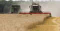 Лучший результат за всю историю: калининградские аграрии собрали рекордное количество зерна