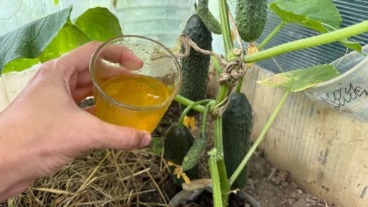 Огурцы, томаты и перцы: как оживить свой огород простым способом