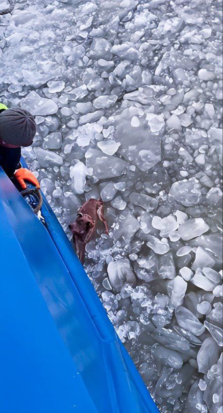 Калининградские моряки спасли собаку из ледяной воды судоходного канала Калининградские моряки спасли собаку из ледяной воды судоходного канала