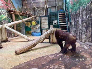 Молодой орангутан Оле, который славится своим хулиганством, вновь удивил