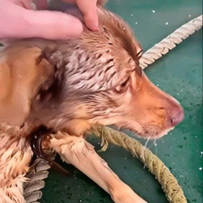 ������ ������������ ���� ������ �� ������� ����