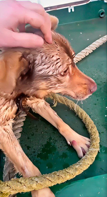 Калининградские моряки спасли собаку из ледяной воды судоходного канала